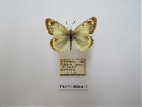 藏品(粉蝶科)的圖片